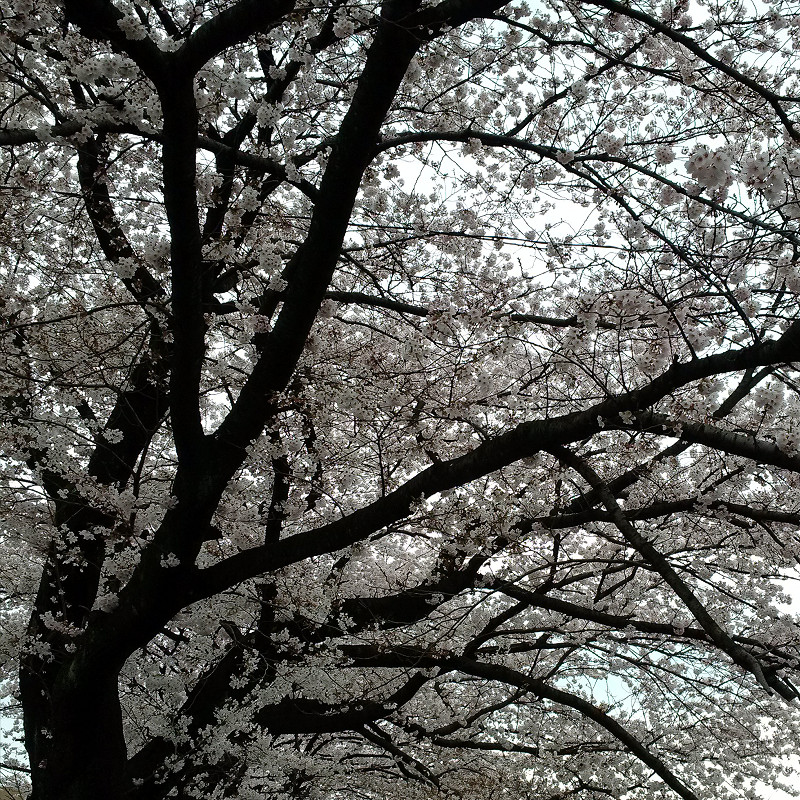 f:id:futo-c:20160404232412j:plain