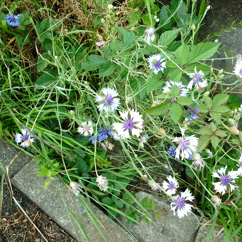 f:id:futo-c:20170714223203j:plain f:id:futo-c:20170714223203j:plain