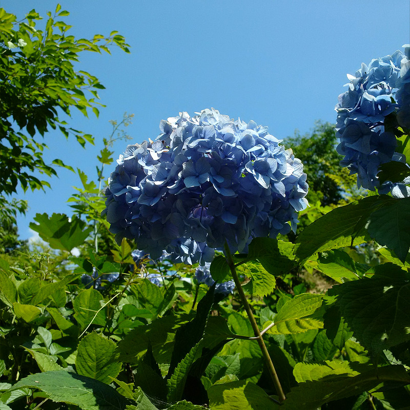 f:id:futo-c:20170714225237j:plain f:id:futo-c:20170714225237j:plain