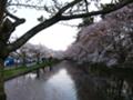 [桜]弘前公園東門付近