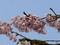 [桜]