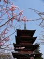 [桜]最勝院五重塔