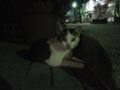 [猫]水木しげるロードにいた猫