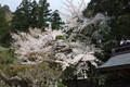 [桜]山寺