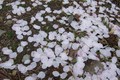 [桜]山寺・山門付近