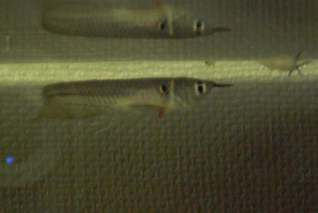 f:id:futosi913:20061229144333j:image