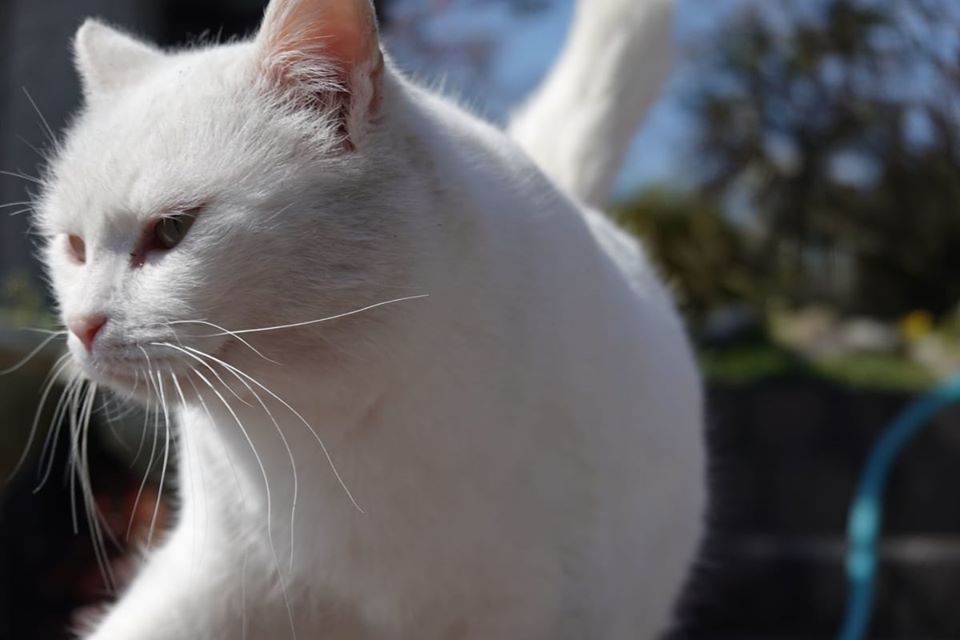 f:id:futurecre8:20200402004039j:plain f:id:futurecre8:20200402004039j:plain