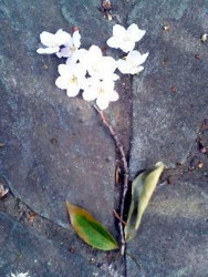 f:id:fuune:20090405000217j:image