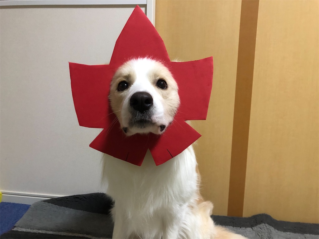 f:id:fuuraitenki:20191224063639j:image
