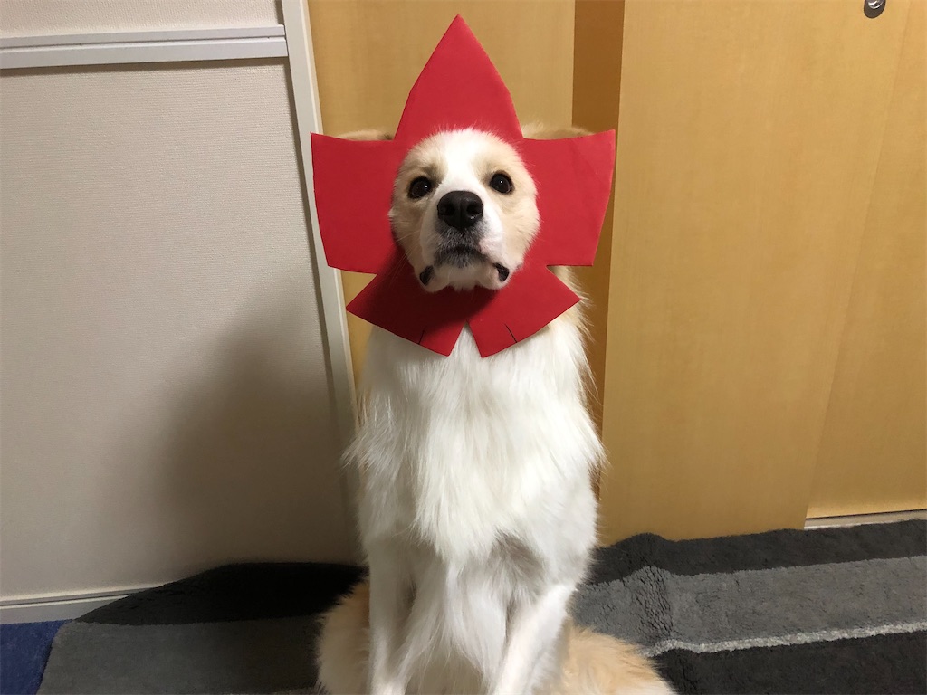f:id:fuuraitenki:20191224063727j:image