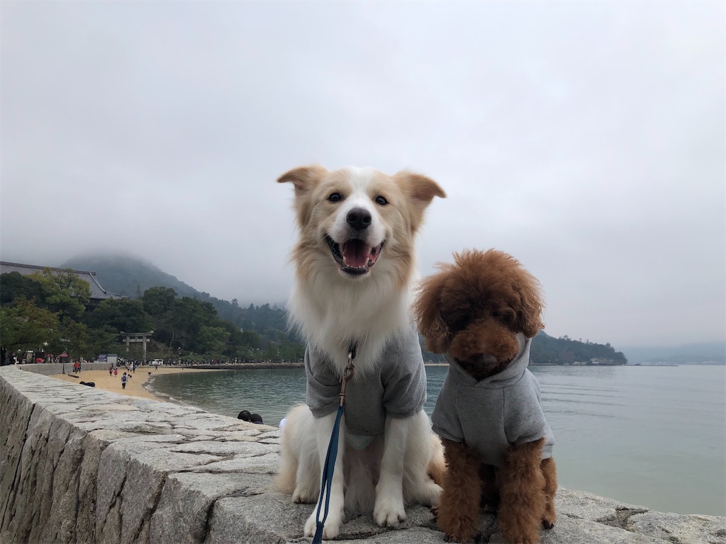 f:id:fuuraitenki:20191231035216j:image