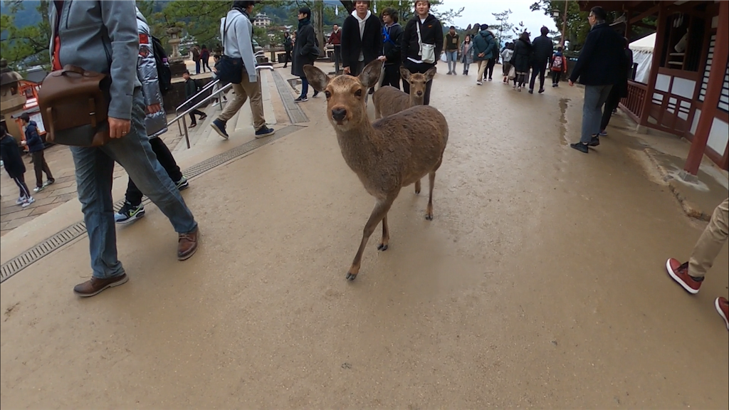 f:id:fuuraitenki:20191231035511p:image