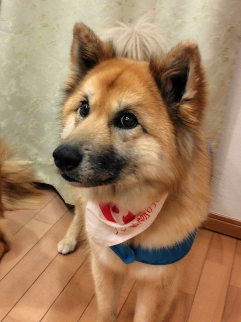 本日は 読書犬した 風愛ちゃんよ - 雑種犬｢風愛(ふあ)｣のひとりごと