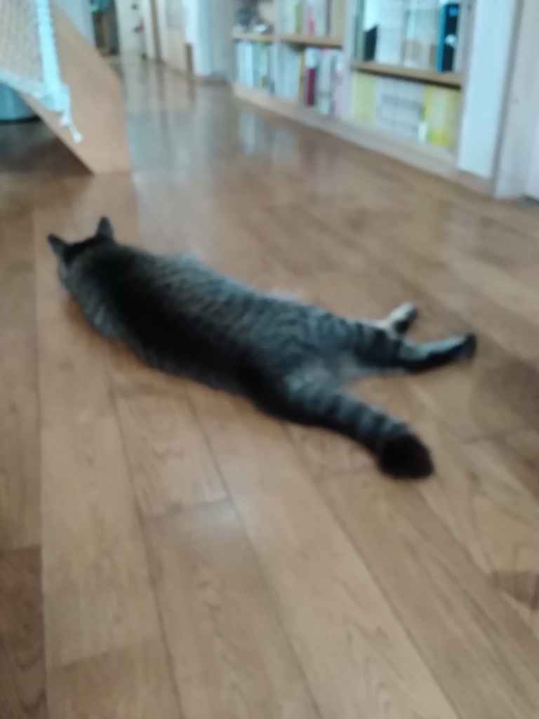 f:id:fuuta09neko:20180624193857j:plain f:id:fuuta09neko:20180624193857j:plain