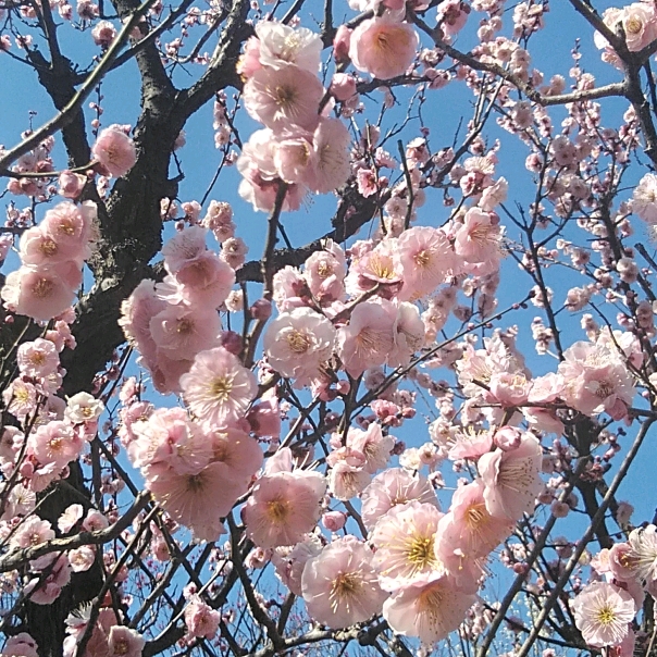 f:id:fuuta09neko:20190303201652j:plain f:id:fuuta09neko:20190303201652j:plain