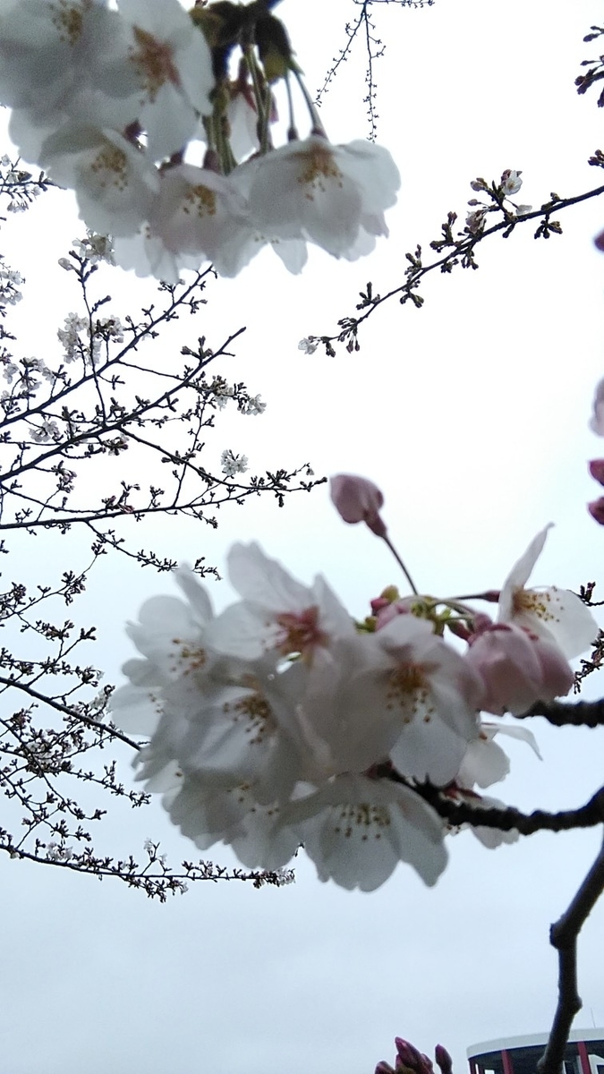 f:id:fuuta09neko:20190402063856j:plain f:id:fuuta09neko:20190402063856j:plain