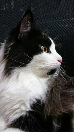 f:id:fuwa2730:20180924130053p:plain