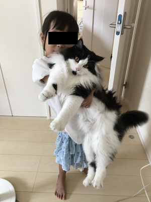 f:id:fuwa2730:20180924131327p:plain