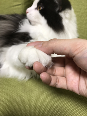 f:id:fuwa2730:20180924133032p:plain