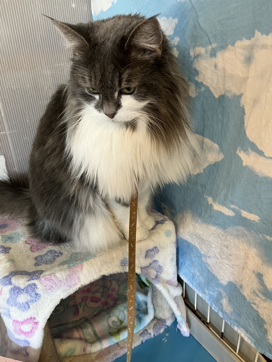 猫の博物館ふれあいエリアの猫。人懐っこく毛並みのきれいな猫