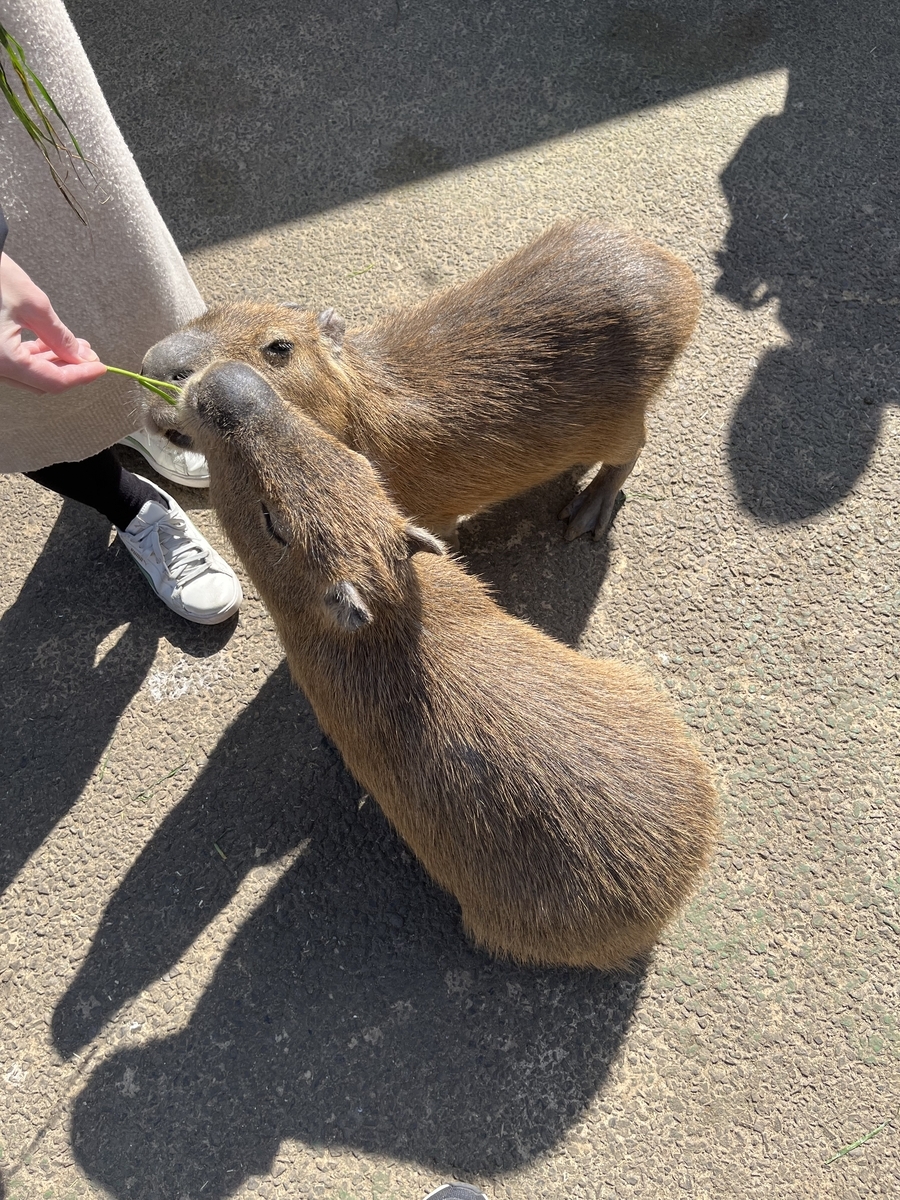伊豆シャボテン公園でカピバラに餌をあげている様子