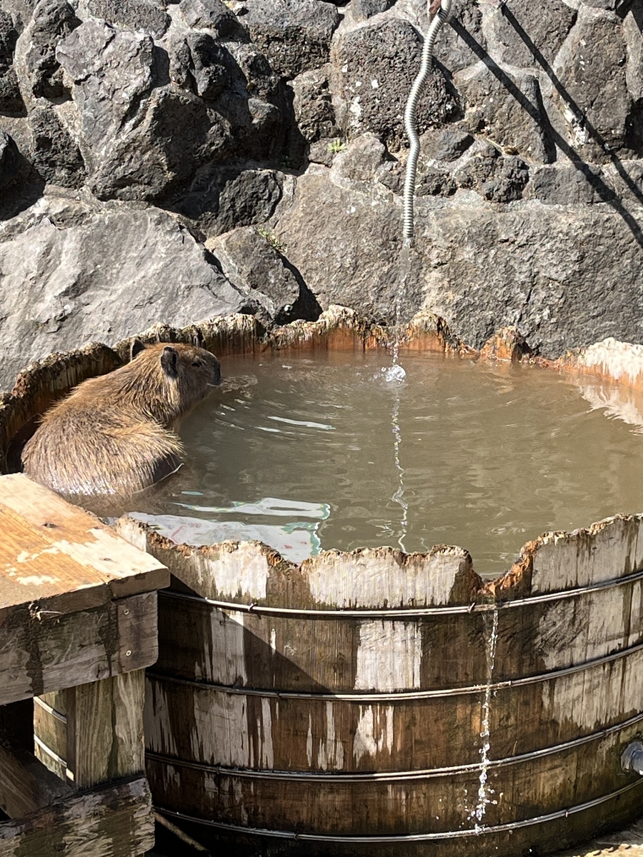 伊豆シャボテン公園名物のカピバラ温泉
