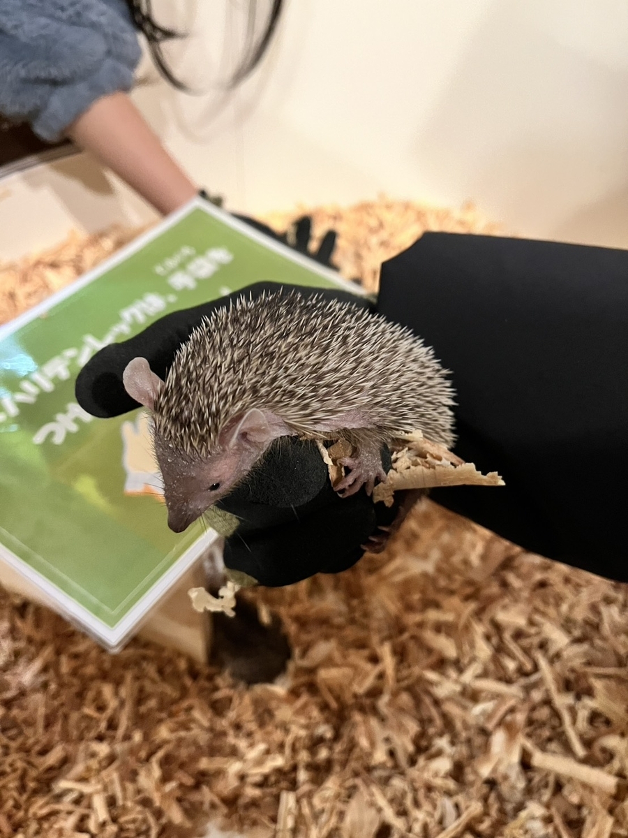 伊豆シャボテン公園のハリネズミふれあい体験