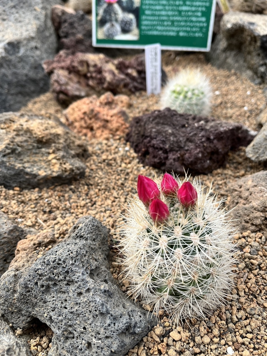 花が咲きそうなサボテンの展示。伊豆シャボテン公園のシャボテンエリア