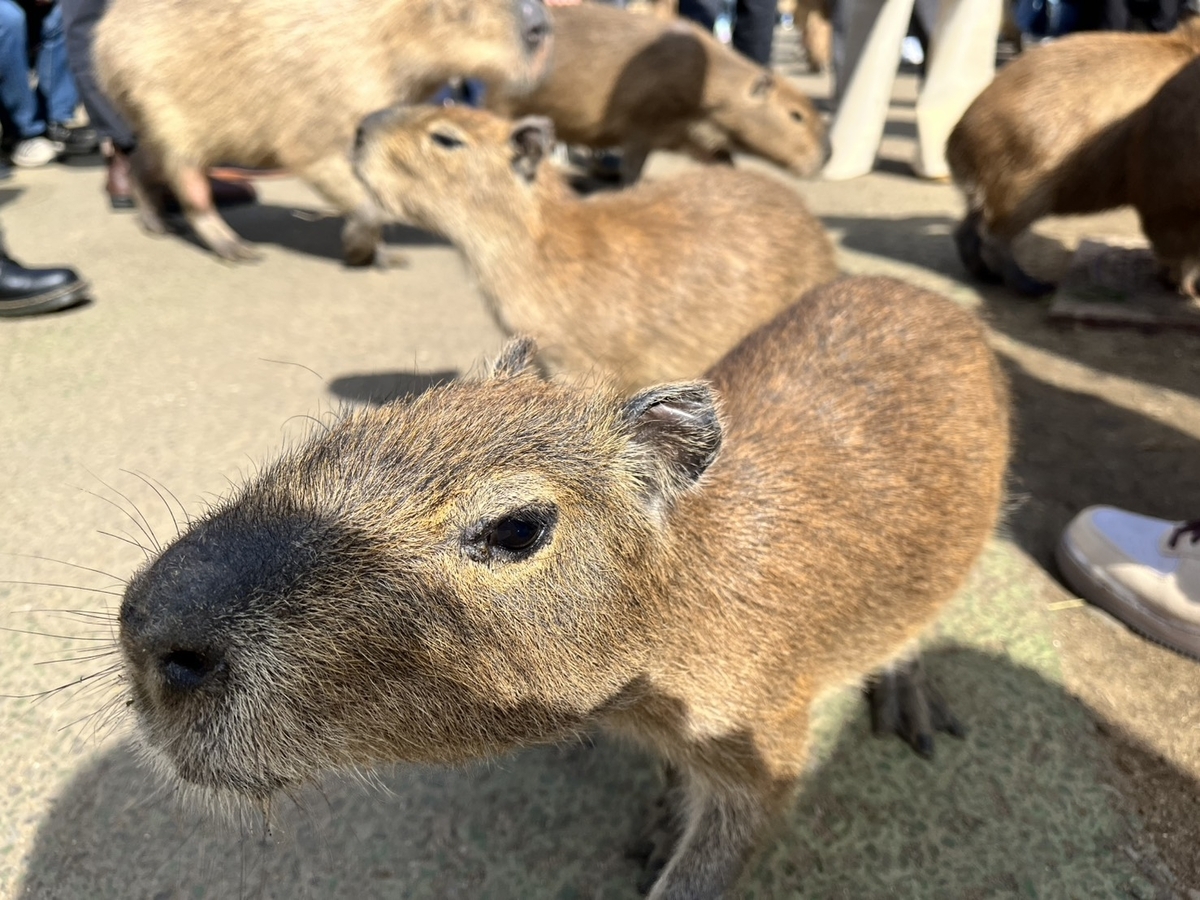 大小さまざまなカピバラが集まる伊豆シャボテン公園のふれあいエリア