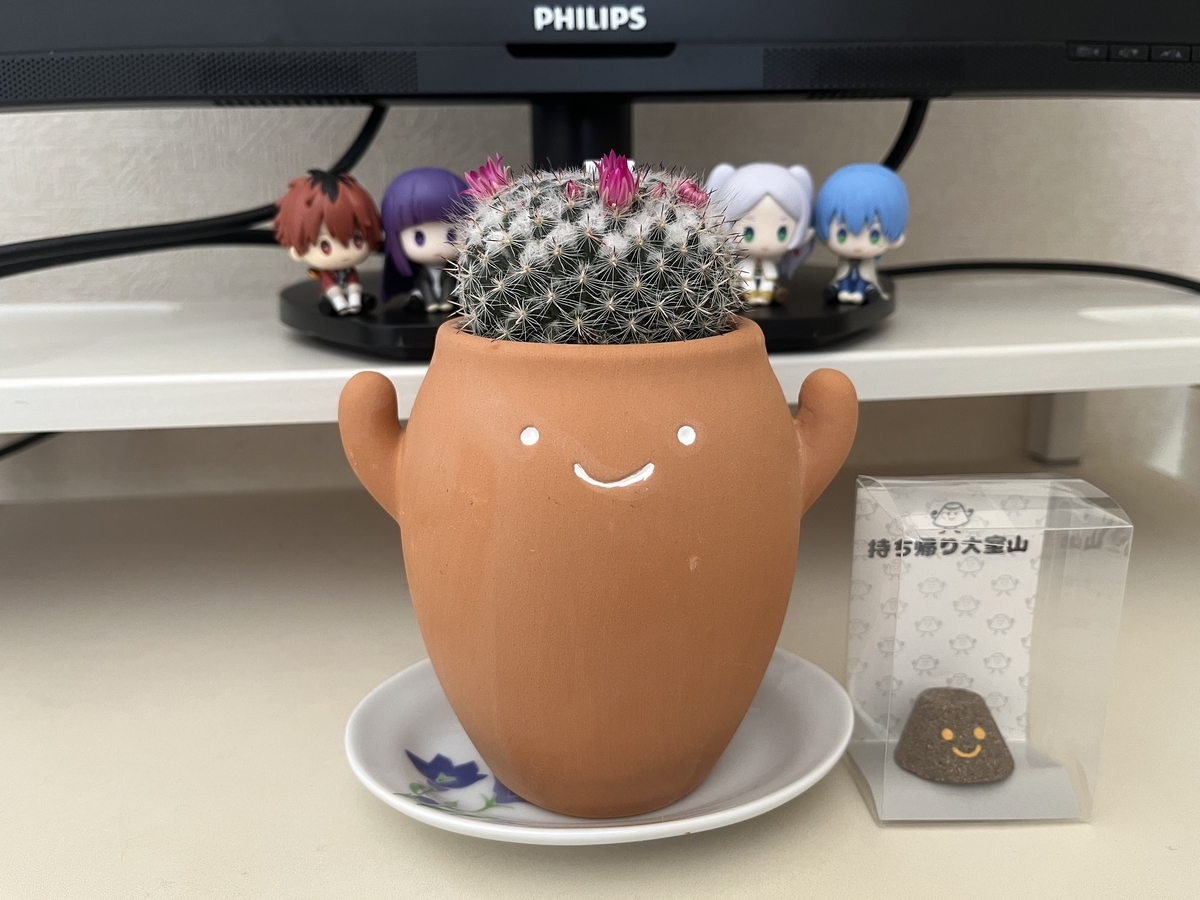 伊豆シャボテン公園で購入した銀河という種類のサボテン。ピンクの花が咲きそうな状態