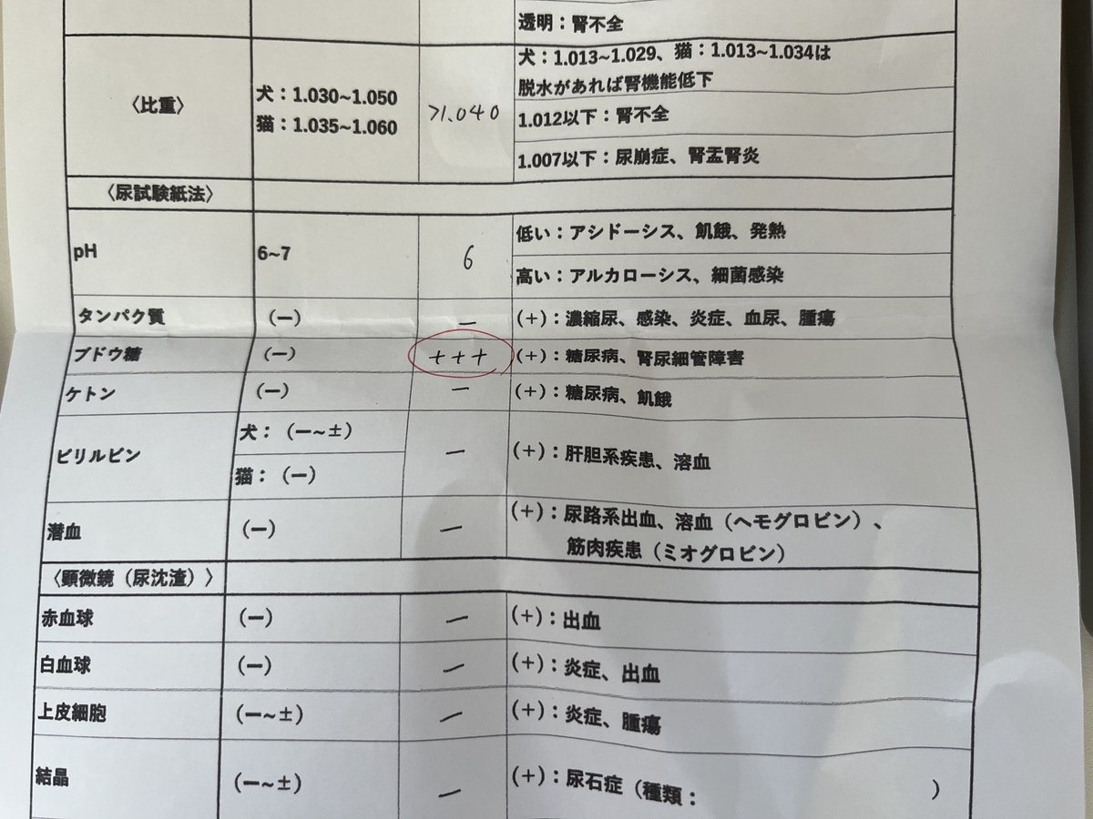 くぅくぅの尿検査結果の一部