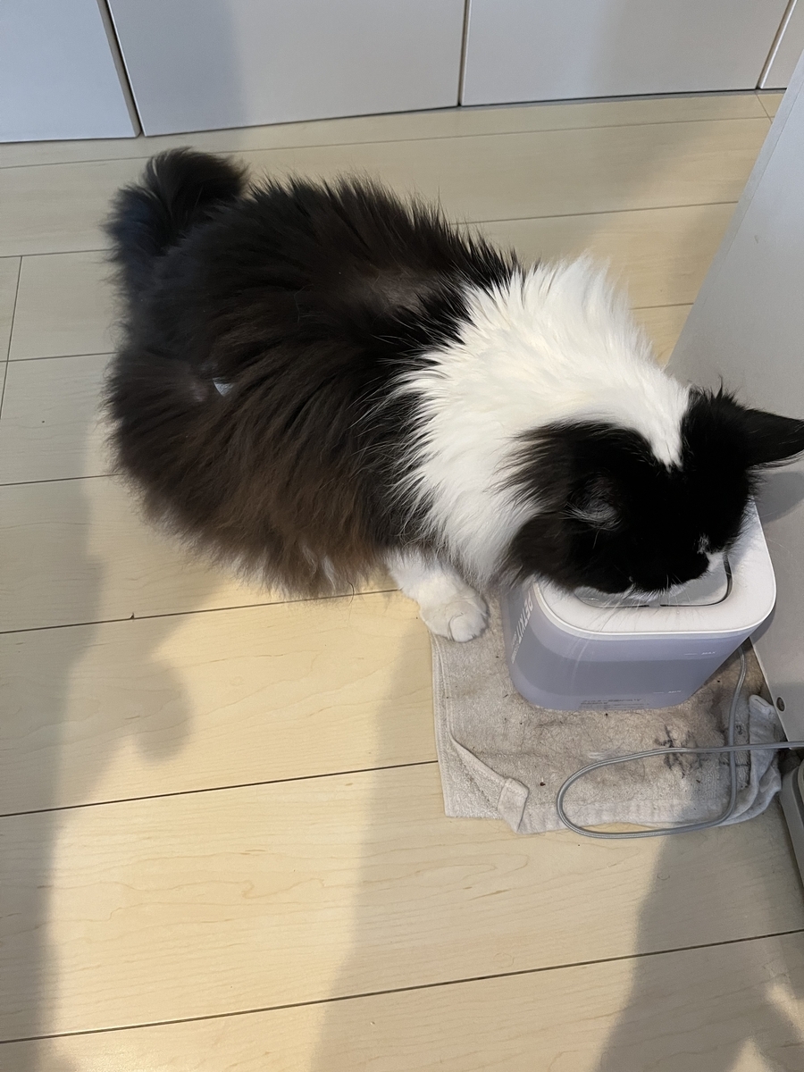 くぅくぅが水を飲んでいる様子