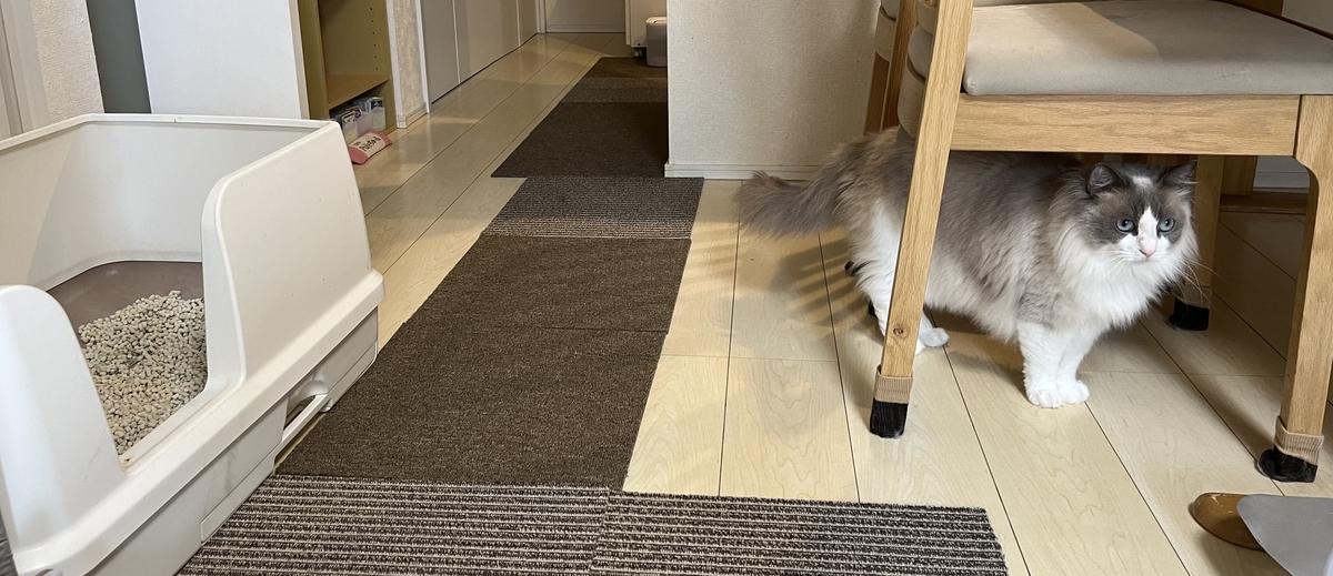 フローリングの上に敷いた組み合わせ式カーペットを歩く猫