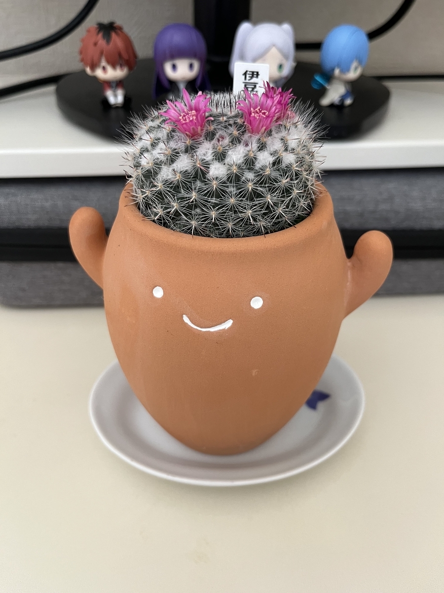 サボテンの花が咲いた後はどうなる？昼に開いて夜に閉じる姿に感動した