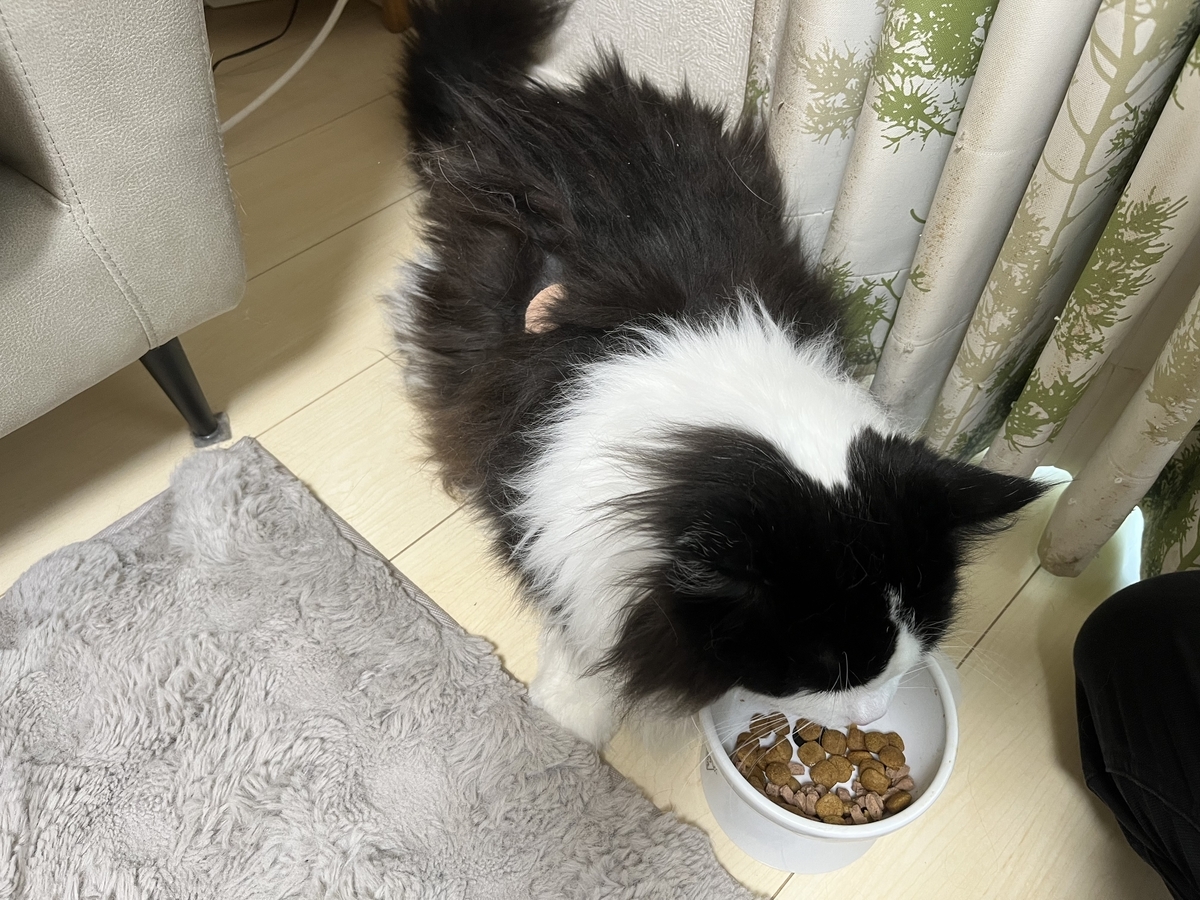 ご飯を食べている猫のくぅくぅ