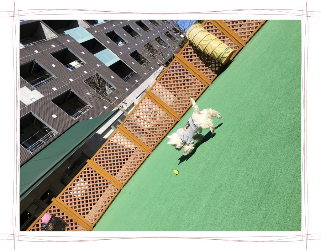 f:id:fuwafu-wanko:20170214102442j:plain f:id:fuwafu-wanko:20170214102442j:plain