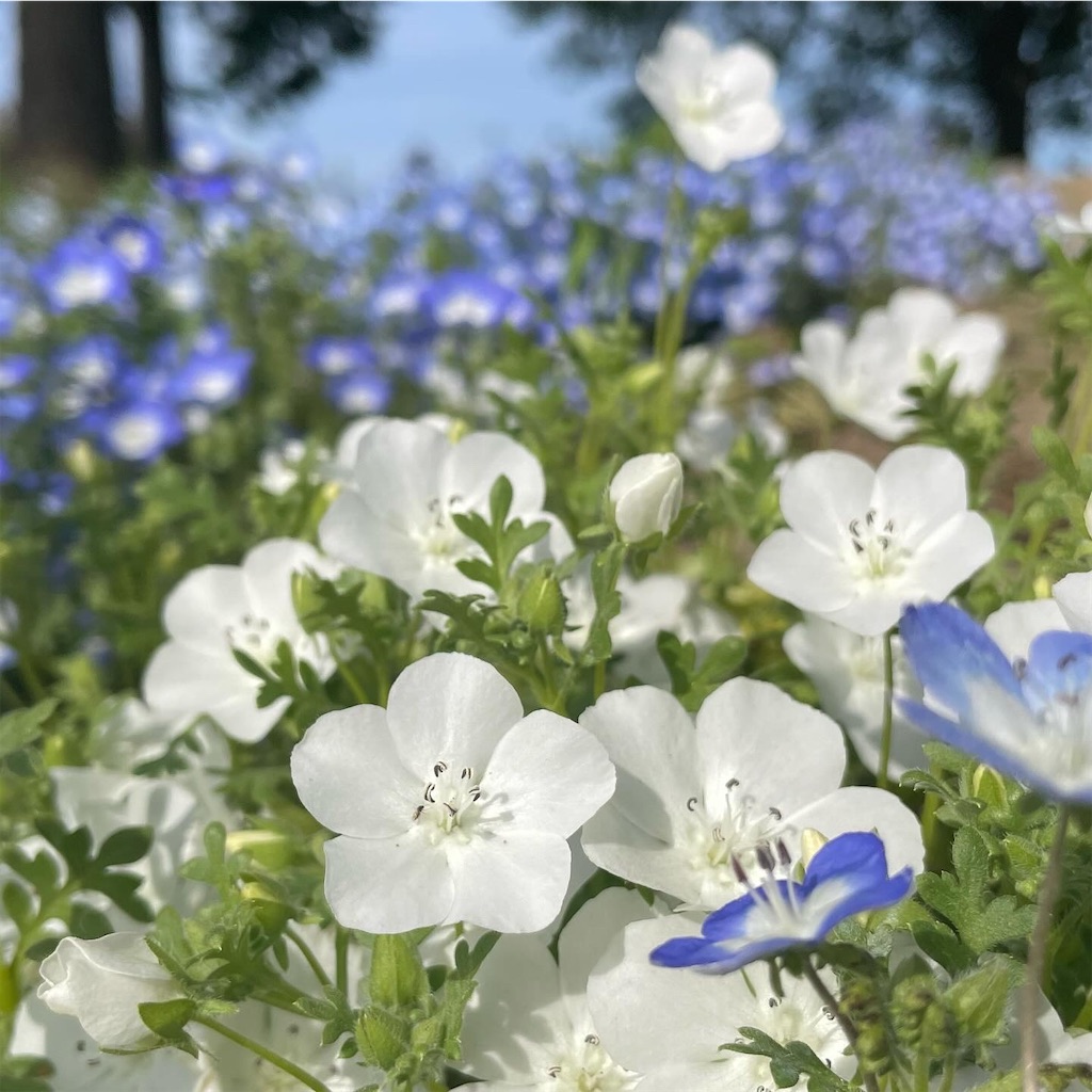 f:id:fuwamame:20240512200614j:image