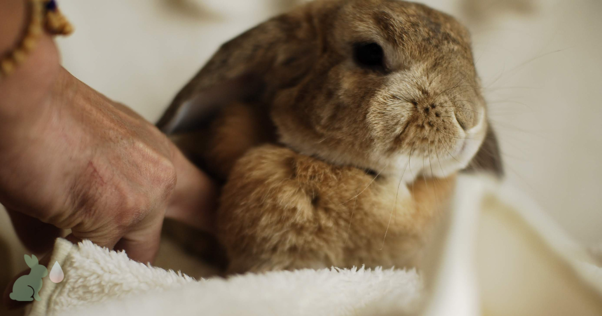 うさぎと飼い主の手