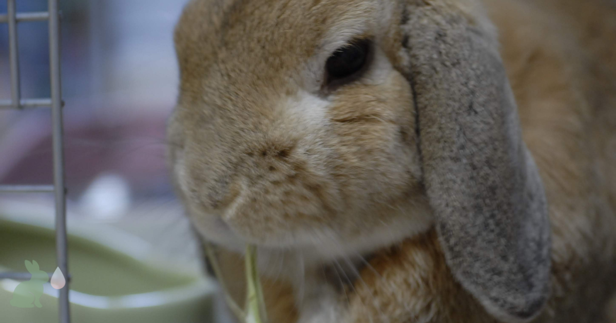 チモシーを食べるうさぎ