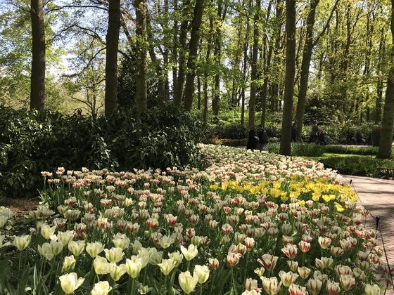 f:id:fuwari-x:20190408104229j:plain f:id:fuwari-x:20190408104229j:plain