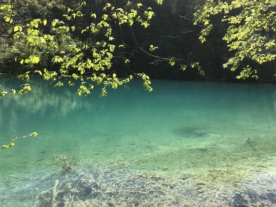 f:id:fuwari-x:20190621171256j:plain