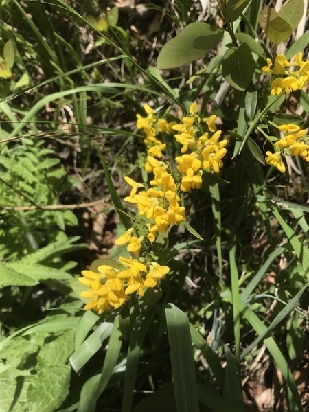 f:id:fuwari-x:20190621171602j:plain f:id:fuwari-x:20190621171602j:plain