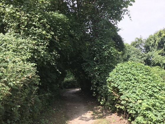 f:id:fuwari-x:20190625151205j:plain