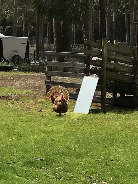 f:id:fuwari-x:20190717150214j:plain