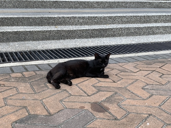 f:id:fuwari-x:20190719155416j:plain f:id:fuwari-x:20190719155416j:plain