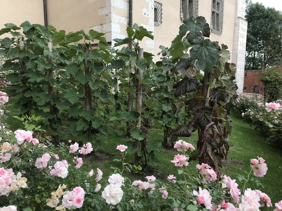 f:id:fuwari-x:20190722144047j:plain