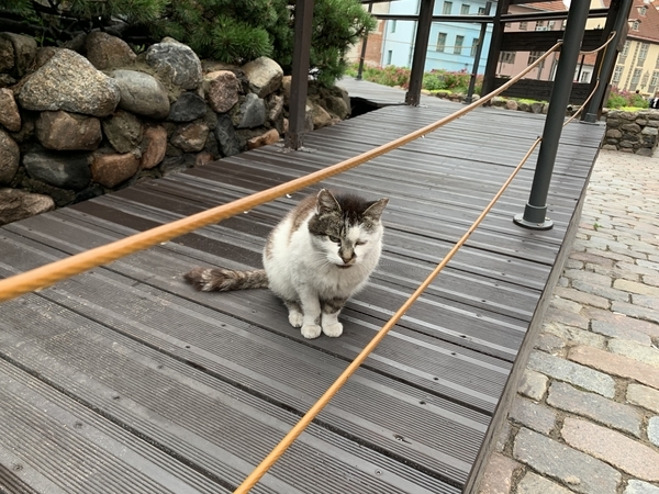 f:id:fuwari-x:20190822100015j:plain