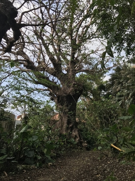 f:id:fuwari-x:20190829152602j:plain