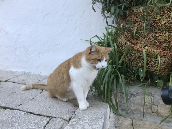 f:id:fuwari-x:20190830205654j:plain