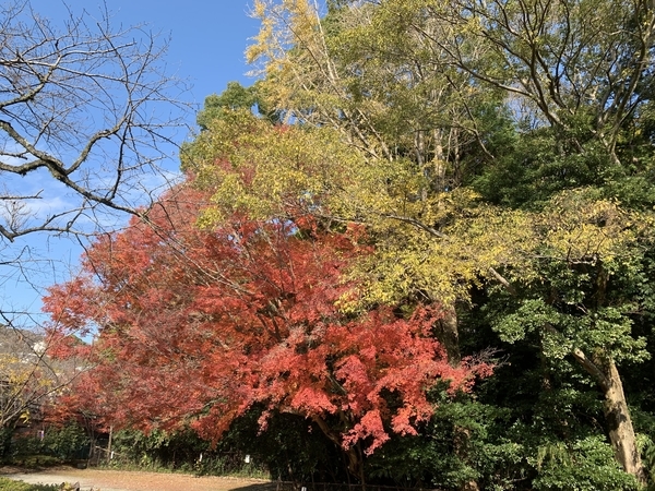 f:id:fuwari-x:20191220154007j:plain f:id:fuwari-x:20191220154007j:plain